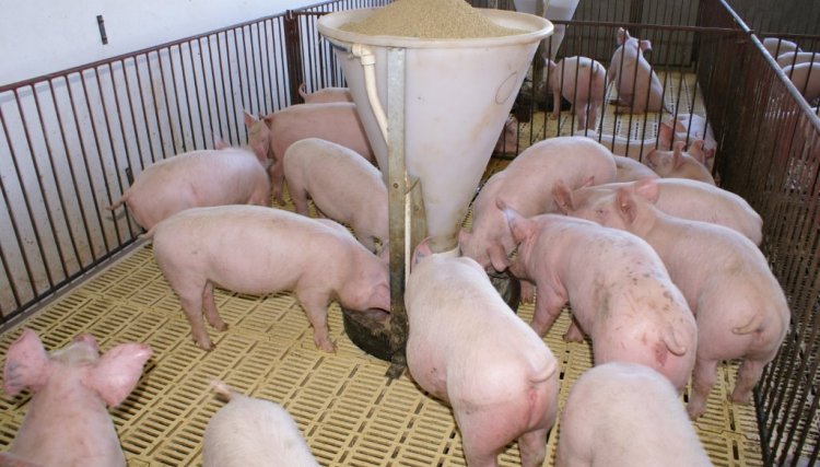 Copacol avalia processo de integração para novos suinocultores
