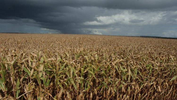 Veja como foram os volumes de chuvas na região Oeste e o reflexo para a agricultura
