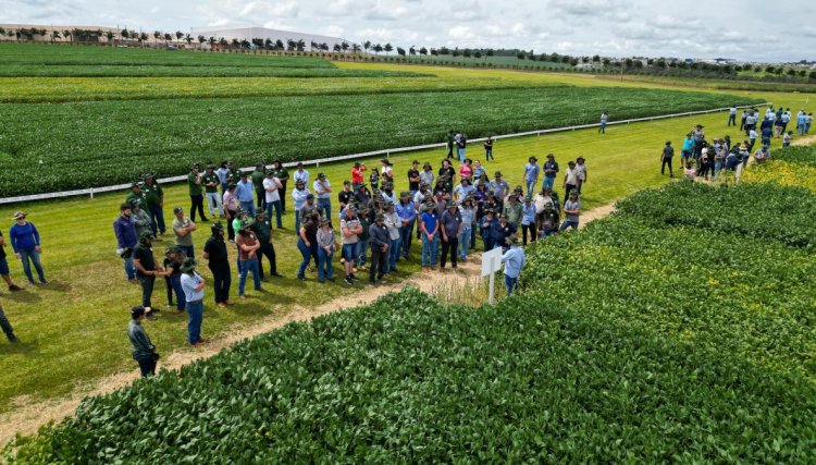 Ganho de produtividade pela pesquisa de cultivares &eacute; destaque do 35&ordm; Dia de Campo Copacol