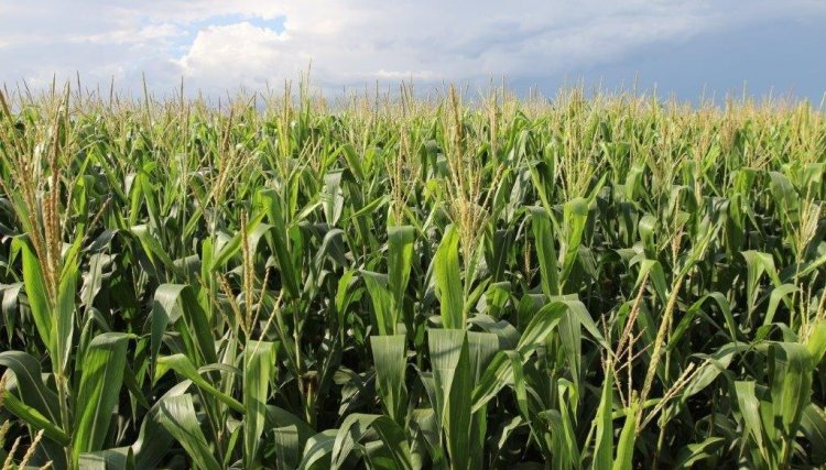 Falta de umidade no solo interfere no bom desenvolvimento da cultura do milho na região da Copacol