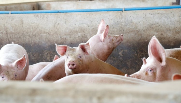 Suinocultores da Copacol devem ficar atentos à novas portarias