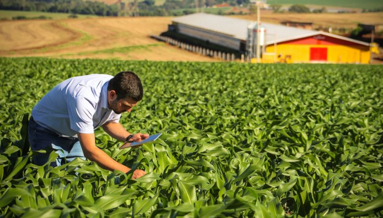 Começa hoje o 2º Dia de Campo de Fertilidade da Copacol