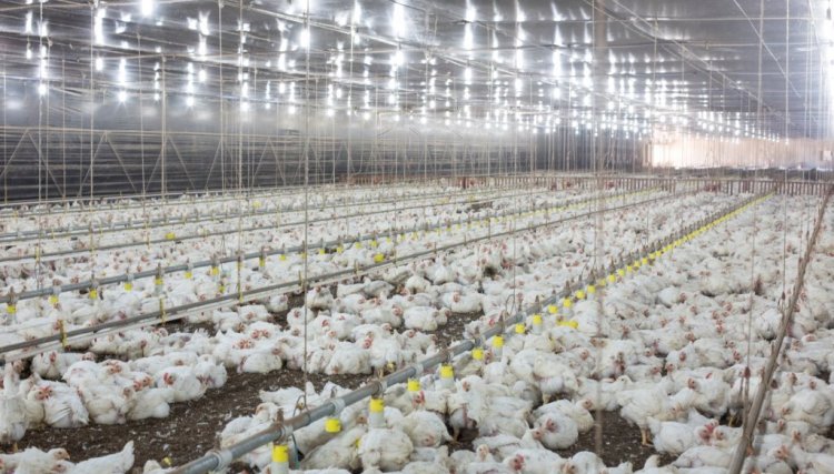 Copacol define forma de acerto dos lotes de aves após a paralisação dos Caminhoneiros
