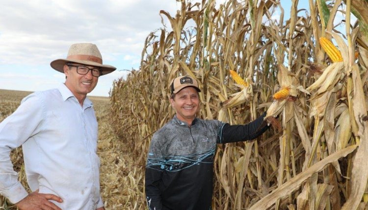 Produtores da Copacol atingem 50% da colheita do milho, com produtividades históricas