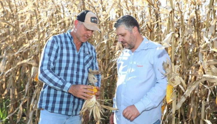Colheita do milho avan&ccedil;a com boas m&eacute;dias de produtividade na &aacute;rea de atua&ccedil;&atilde;o da Copacol