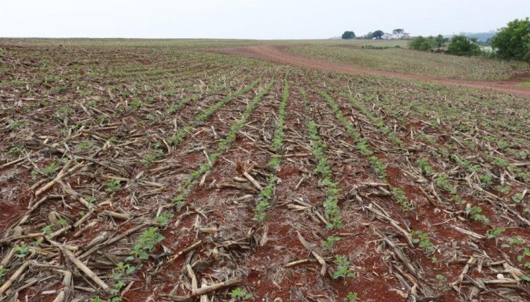 Semeadura da soja chega a 35% na área de atuação da Copacol e clima motiva os produtores 