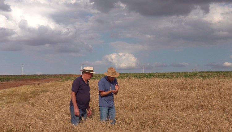 Área colhida do trigo chega a 40% na Copacol