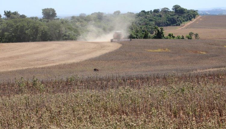 Colheita da soja chega a 25% na área da Copacol com regiões acima de 200 sacas por alqueire