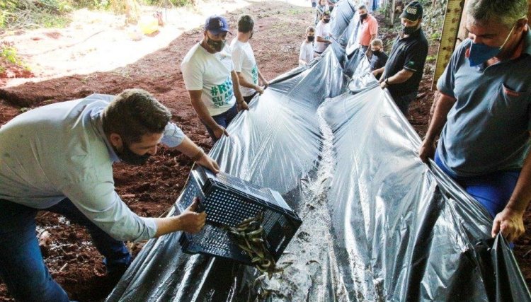 Copacol participa da soltura de peixes no Rio Piquiri com a doação de 10 mil alevinos 