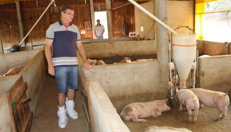 Jair Felipe é o melhor suinocultor da Copacol do mês com 564 pontos
