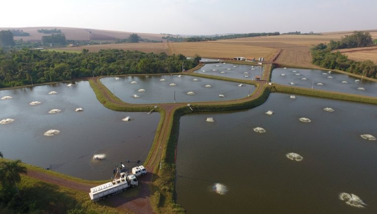 Temperaturas baixas exigem mais cuidados na  piscicultura
