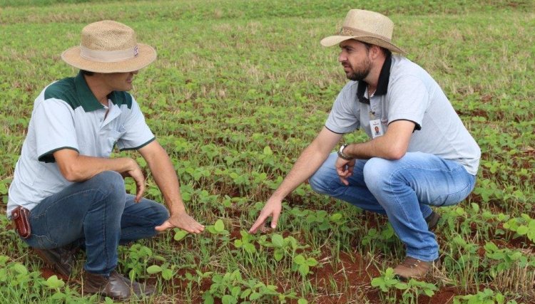 Clima colabora com o desenvolvimento da soja na região Oeste