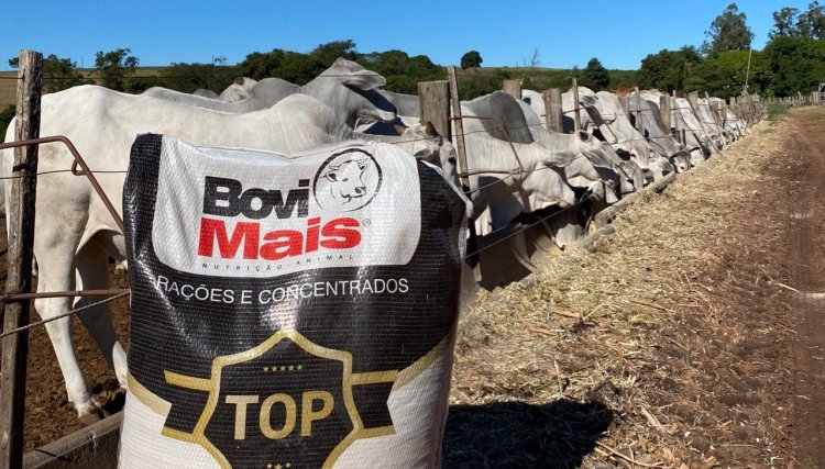 BoviMais garante um melhor desempenho na fase da recria
