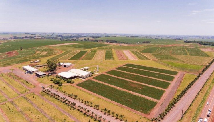 Dia de Campo Copacol 2022 será realizado em janeiro com a presença dos cooperados 