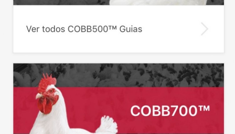 Aplicativo Cobb Connection traz informações sobre produtos, manejo e melhor resultado em campo 