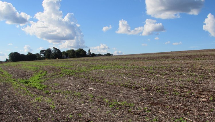 Sindicato é contra a venda de terra para estrangeiros 