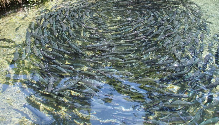 Produtor será ressarcido pela perda de cerca 17 mil peixes pela Copel