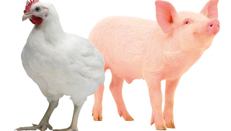 ABPA projeta alta na produção de carne de frango e de carne suína em 2020