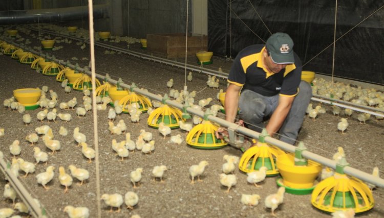 Custos da produção de frango no Brasil, registraram um aumento de 14,21% em 2018