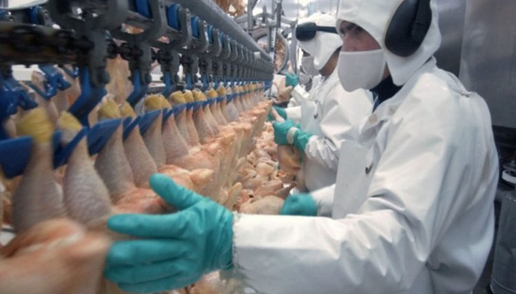 Exportação de carne de frango em outubro tem recorde de receita
