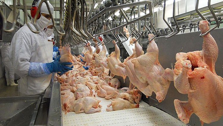 Brasil registra recorde no abate de frangos em 2021, veja os números