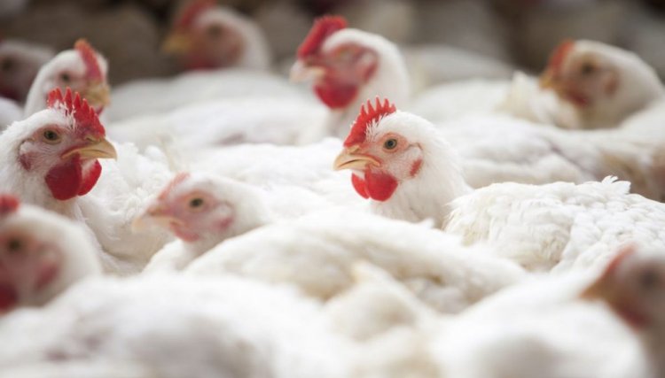 Produção de carne de frango deve crescer 29% nos próximos 10 anos 