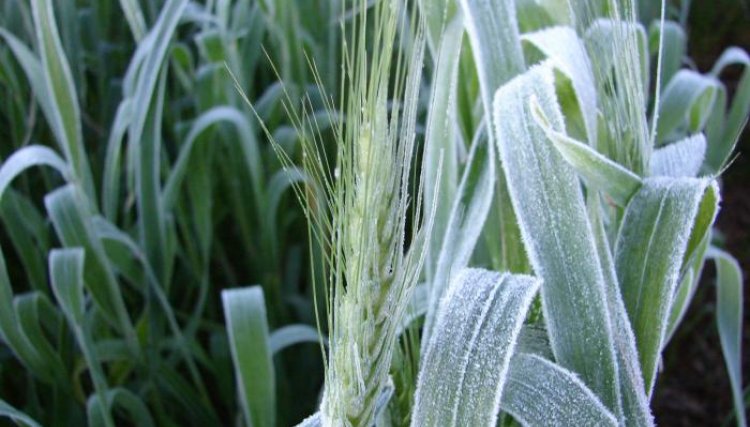 Geadas requeimam o milho, trigo e a cana no PR