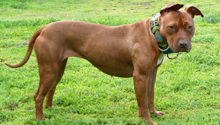 Bebê de 4 meses morre após ataque de Pit Bull