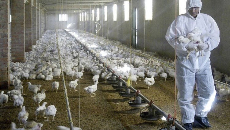 Brasil nunca teve um risco tão alto para influenza aviária e toda cadeia produtiva fica em alerta máximo 