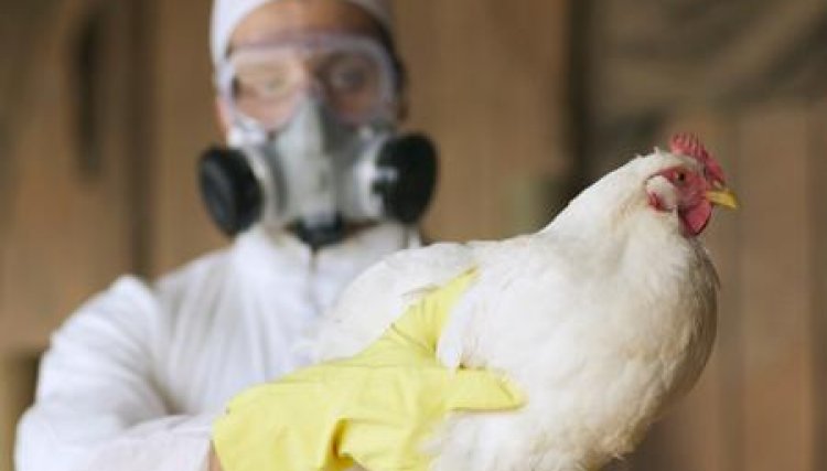 França notifica mais 142 casos de gripe aviária altamente patogênica