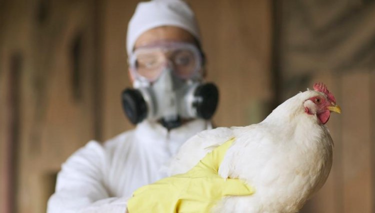 Nova onda de gripe aviária na França levanta temores de permanência do vírus mortal