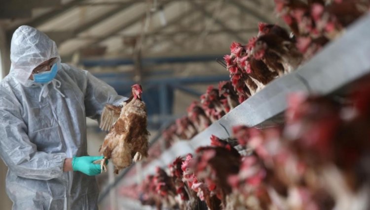 Influenza aviária é encontrada em plantéis dos Estados Unidos 