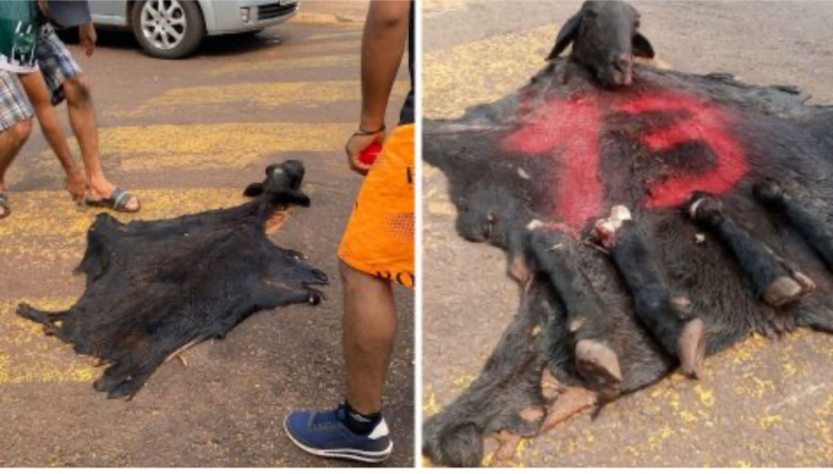 Justiça inocenta acusados de maus-tratos a animais durante comemoração após eleições em Anahy 