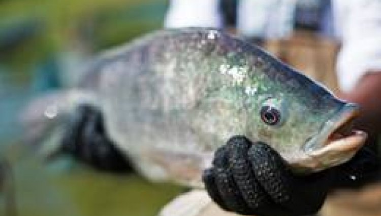 Baixas temperaturas do inverno prejudicam o metabolismo e a reprodução de peixes