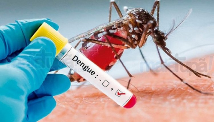 Paraná tem 22 municípios com epidemia de dengue
