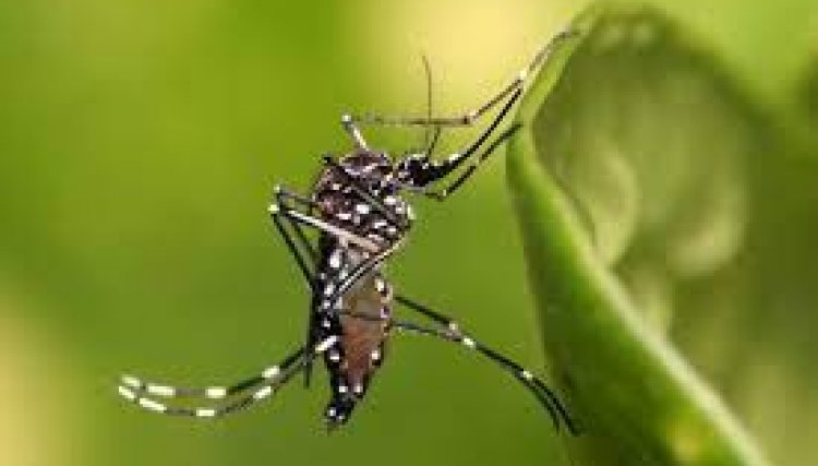 Mais de 3.700 casos de dengue são confirmados no Paraná
