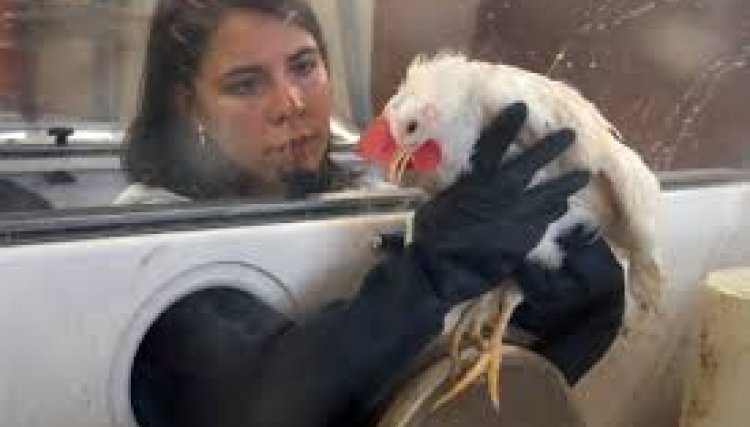 Sobe para nove o número de casos da Influenza Aviária na Argentina e preocupa os produtores do Brasil 