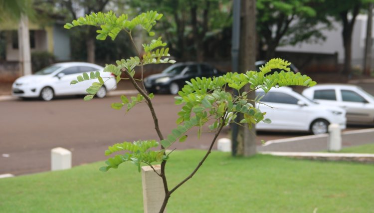 Cafelândia planta mais de mil mudas de árvores no município