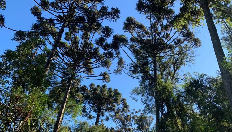 Em Cascavel foi  suspensa a autorização para corte de araucárias