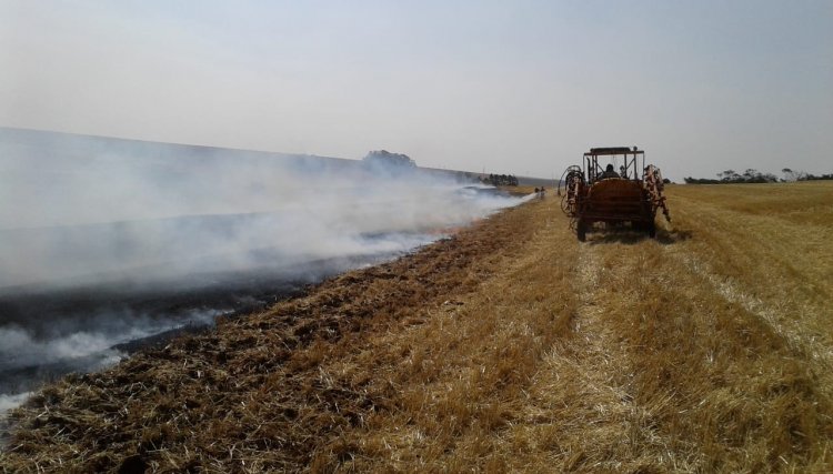 Incêndio queima aproximadamente cinco alqueires em Cafelândia 