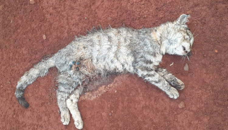 Moradora de Nova Aurora denúncia que seu gato foi morto por tiros 