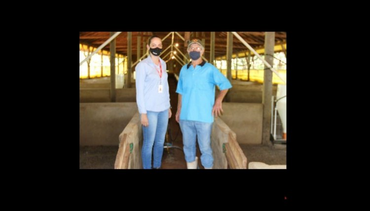 Hamilton Esser se destaca com pontuação histórica na suinocultura da Copacol
