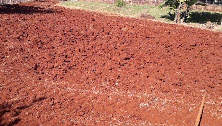 Horta comunitária recebe suas primeiras mudas em Anahy