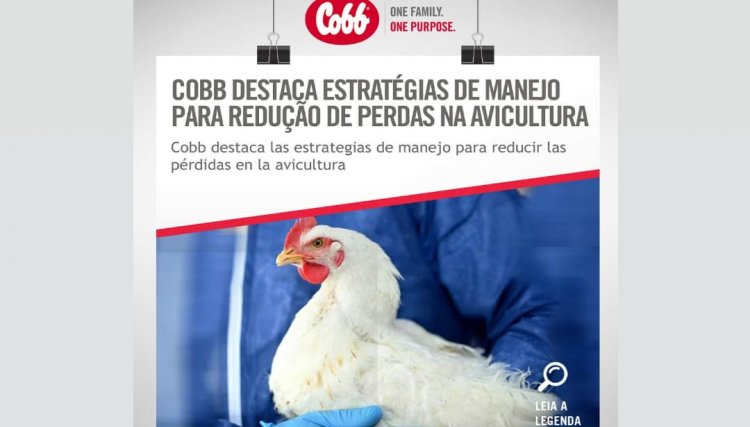 Cobb destaca estratégias de manejo para redução de perdas na avicultura