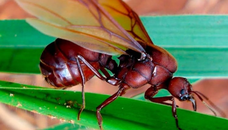 Biólogo explica o aparecimento das gigantescas formigas na nossa região, veja o vídeo