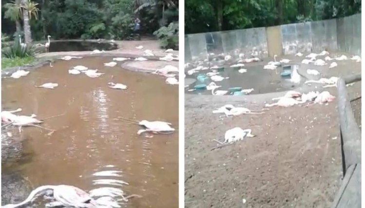 Parque das Aves fecha para visitas após ataque de onça que matou 180 flamingos