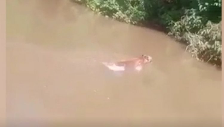 Onça nada tranquilamente no Rio Piquiri, região de Ubiratã, veja o vídeo