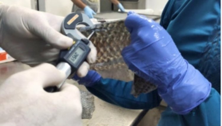 UEM estuda uso da pele de peixes para a medicina, principalmente em queimaduras