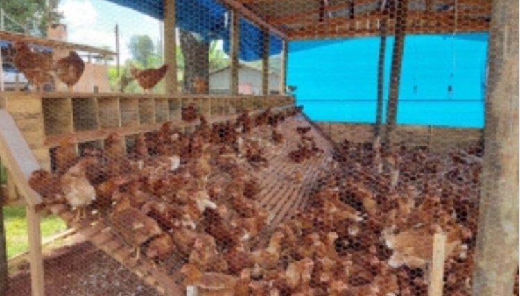 Ovo caipira agroecológico se torna alternativa de produção e diversificação de renda