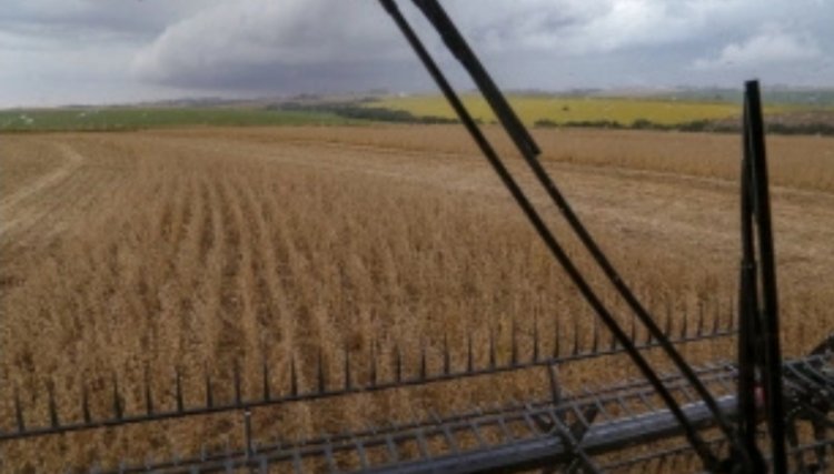 Boletim da Agricultura aponta que plantio de soja já alcança quase 5,6 milhões de hectares